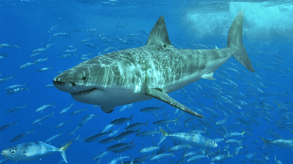 映画「ジョーズ」さながらのパニックも…米国でサメの恐怖拡大、経済にも影響が