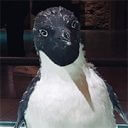 大沢野八千代(ジャーナリスト)